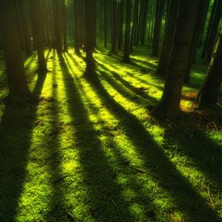 Tree shadow wallpaper