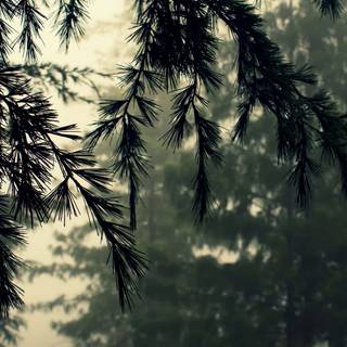 Tree shadow wallpaper