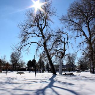 Tree shadow wallpaper