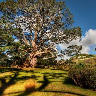 Tree shadow wallpaper