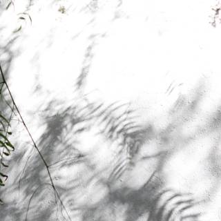 Tree shadow wallpaper