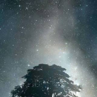 Tree shadow wallpaper