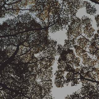 Tree shadow wallpaper