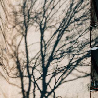 Tree shadow wallpaper