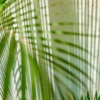 Tree shadow wallpaper