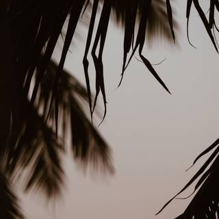 Tree shadow wallpaper