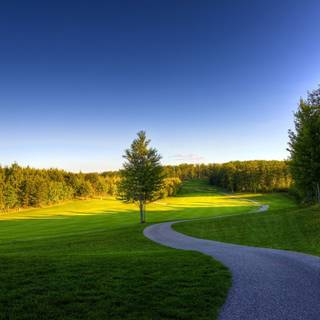 Tree shadow wallpaper