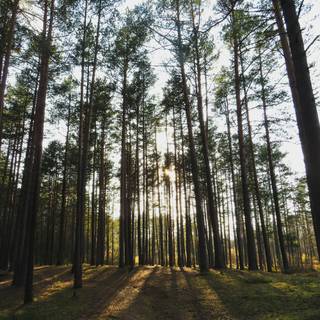 Tree shadow wallpaper