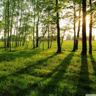 Tree shadow wallpaper