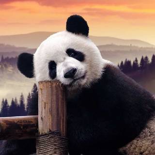 Panda 4k phone wallpaper