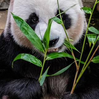 Panda 4k phone wallpaper