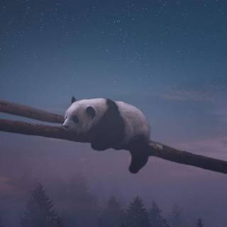 Panda 4k phone wallpaper