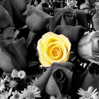 Black white and yellow wallpaper