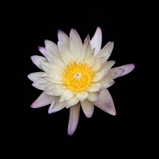 Black white and yellow wallpaper