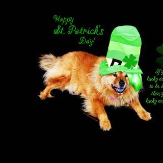 St. Patrick's Day dogs wallpaper