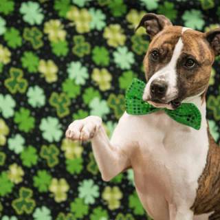 St. Patrick's Day dogs wallpaper