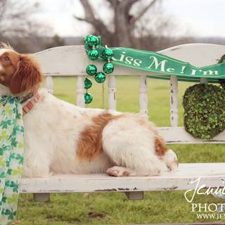 St. Patrick's Day dogs wallpaper