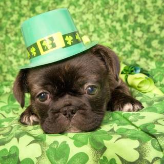 St. Patrick's Day dogs wallpaper