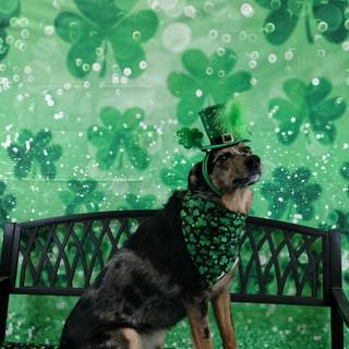 St. Patrick's Day dogs wallpaper
