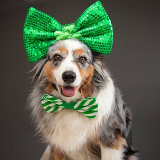 St. Patrick's Day dogs wallpaper