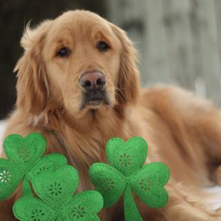 St. Patrick's Day dogs wallpaper
