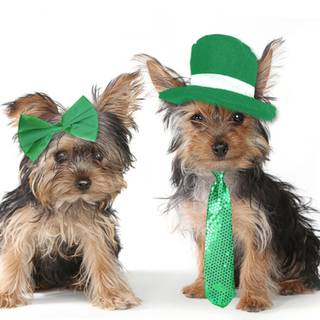 St. Patrick's Day dogs wallpaper