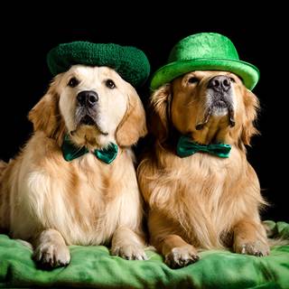 St. Patrick's Day dogs wallpaper
