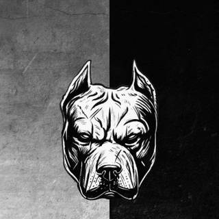 Pitbull phone wallpaper