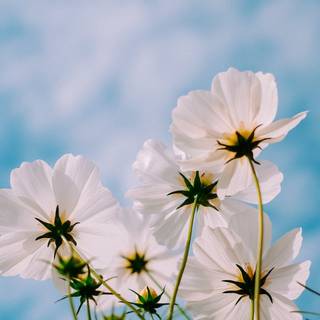 Sky iPhone 11 wallpaper