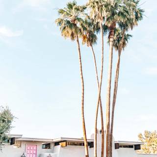 iPhone Palm Springs wallpaper