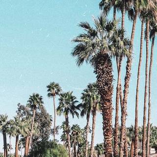 iPhone Palm Springs wallpaper
