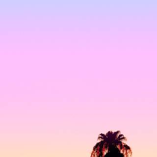 iPhone Palm Springs wallpaper