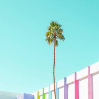 iPhone Palm Springs wallpaper