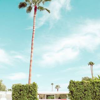 iPhone Palm Springs wallpaper