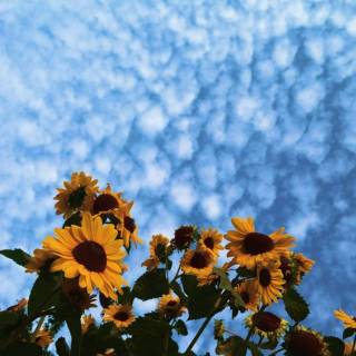 Sky iPhone 11 wallpaper