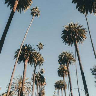 iPhone Palm Springs wallpaper