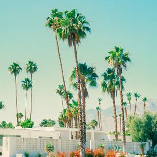 iPhone Palm Springs wallpaper