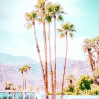 iPhone Palm Springs wallpaper