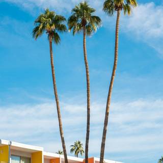 iPhone Palm Springs wallpaper