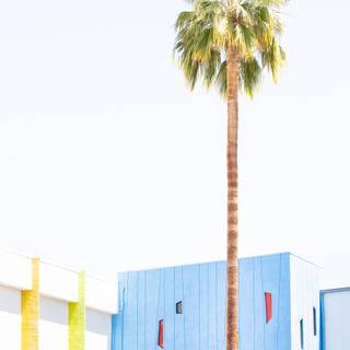 iPhone Palm Springs wallpaper