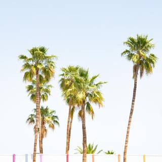 iPhone Palm Springs wallpaper