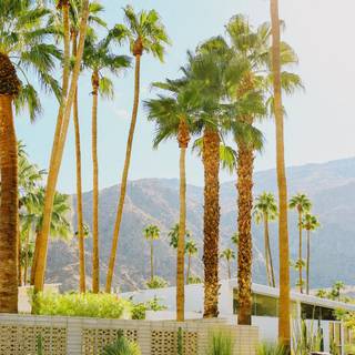 iPhone Palm Springs wallpaper