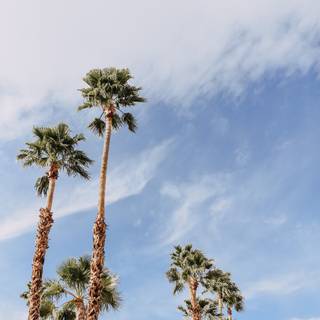 iPhone Palm Springs wallpaper