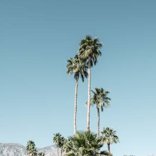 iPhone Palm Springs wallpaper