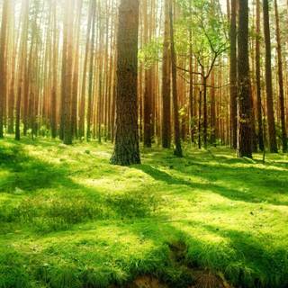 4k beautiful nature wallpaper