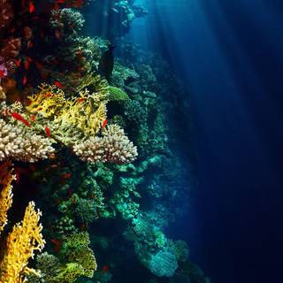 4k underwater iPhone wallpaper