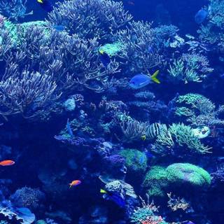 4k underwater iPhone wallpaper