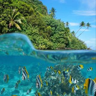 4k underwater iPhone wallpaper