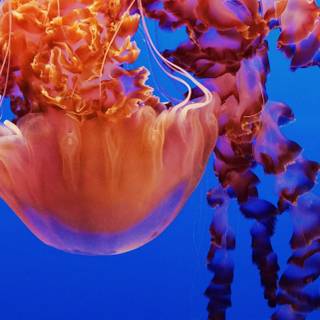 4k underwater iPhone wallpaper