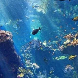 4k underwater iPhone wallpaper